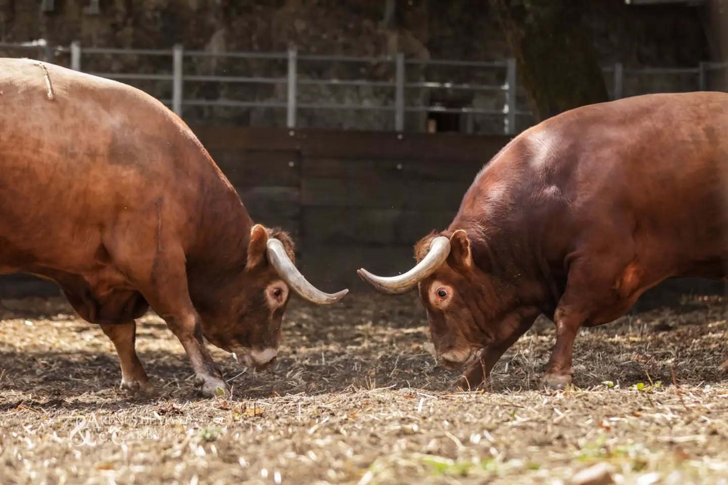 Los toros de Lagunajanda ya descansan en los corrales de Dax