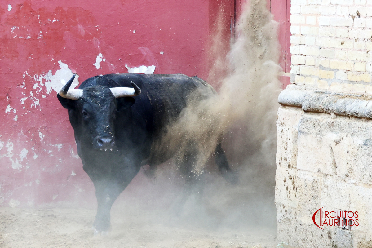 Venturoso, de Hnos. García Jiménez, cierra la temporada en El Puerto