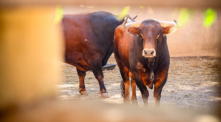 Los toros de Hermanos García Jiménez y Olga Jiménez para Béziers