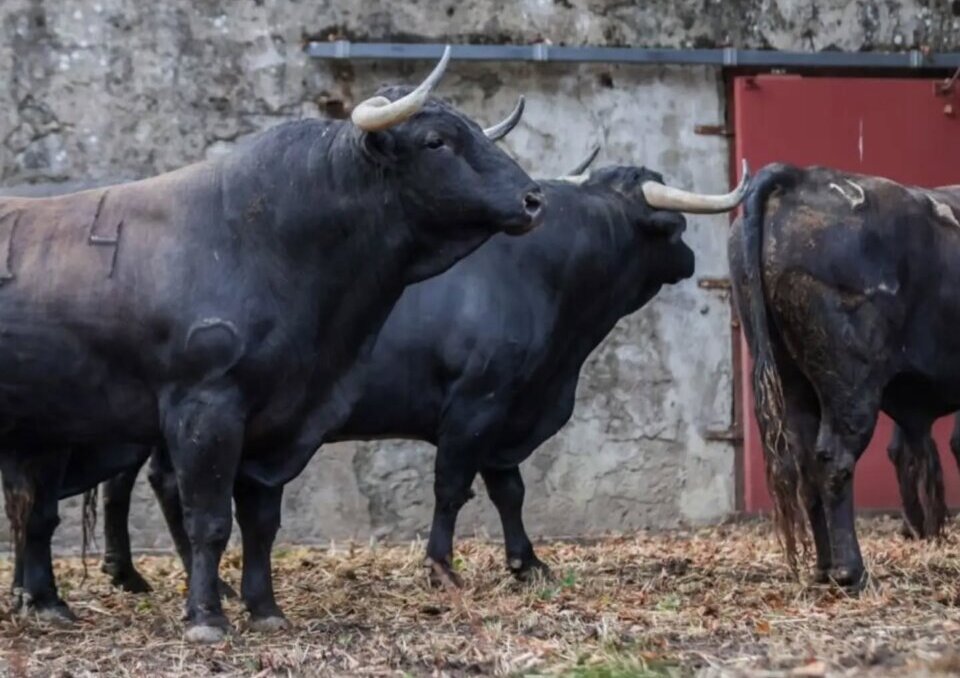Seis toros de El Freixo inauguran la feria de Dax