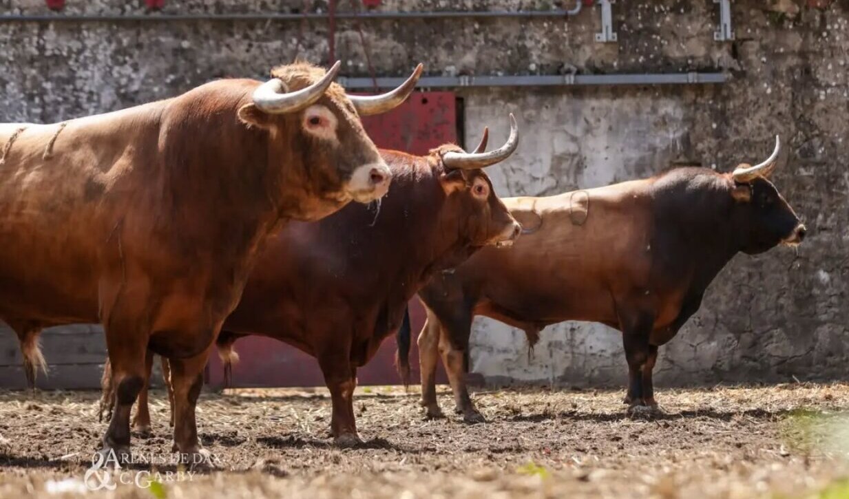 Dos Duque de Lagunajanda en la última de feria en Dax
