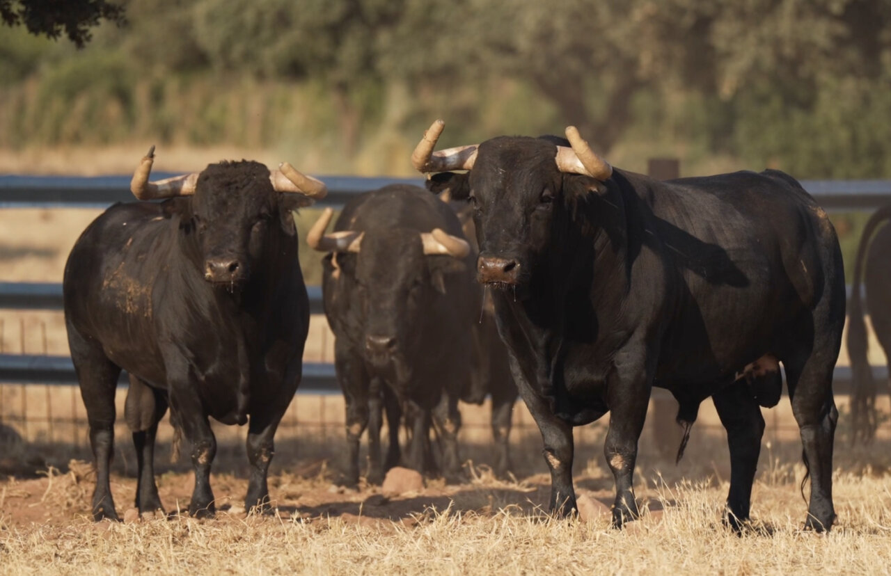Rematada corrida de Araúz de Robles para la despedida de Víctor Puerto de Ciudad Real