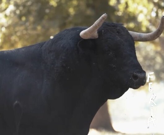 Los toros de El Parralejo y Hermanos García Jiménez para inaugurar la feria de Beziers