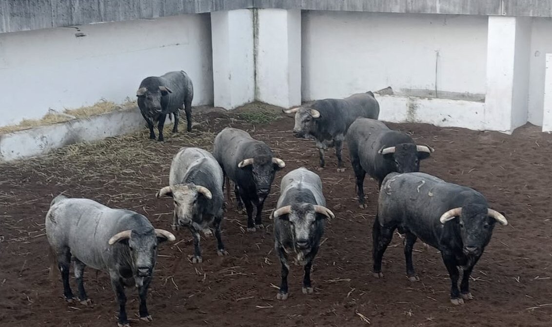 Entipada corrida de La Quinta para descorchar Gijón