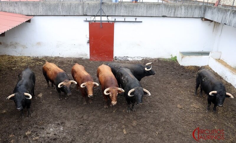 Enchiquerados los de Núñez del Cuvillo para el tercer festejo en Gijón