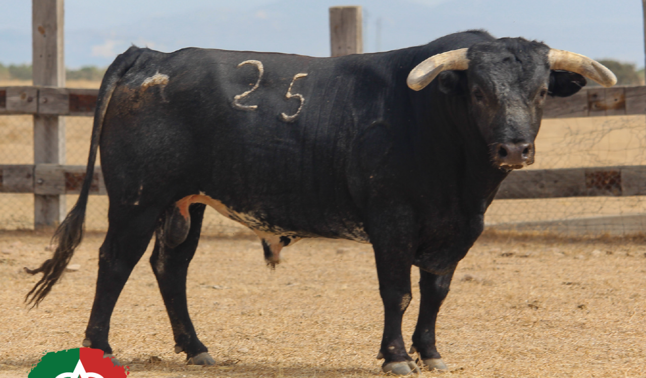 Bolichero, de Miura, abre la corrida Magallánica de Sanlúcar