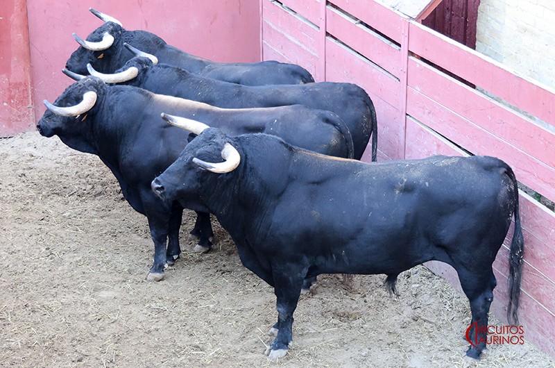 Listos los toros de San Pelayo para la nocturna de rejones en El Puerto de Santa María