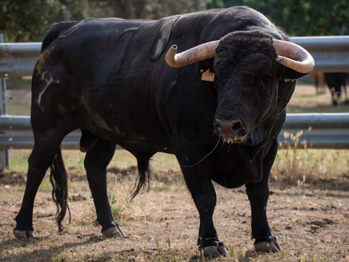 Los toros de Zacarías Moreno para la feria de Roa de Duero